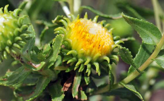 Grindelia squarrosa, Curlycup Gumweed, Southwest Desert Flora Grindelia squarrosa, Curlycup Gumweed, Southwest Desert Flora